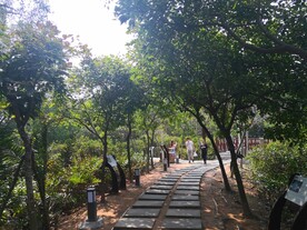 大亚湾红树林