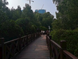 大亚湾红树林