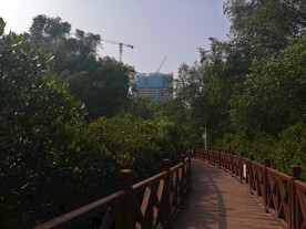 大亚湾红树林