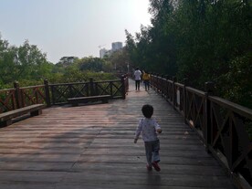 大亚湾红树林