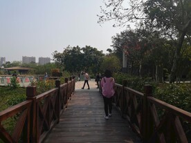 大亚湾红树林