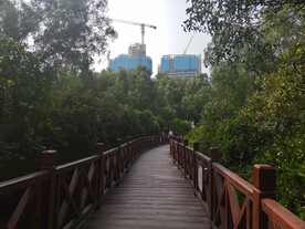 大亚湾红树林