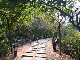 大亚湾红树林