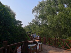 大亚湾红树林