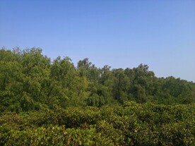 大亚湾红树林