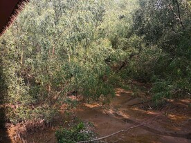 大亚湾红树林