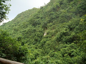 茂密山林