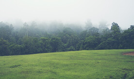 树木自然风景