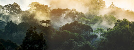 树木自然风景