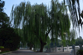 公园风景 