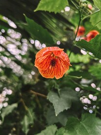 虞美人花