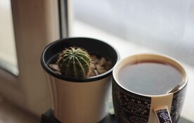 仙人球和咖啡