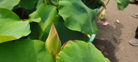 花苞