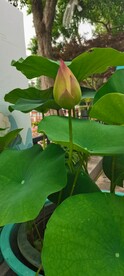 花苞 