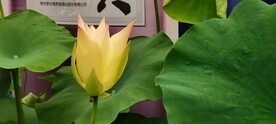 多种多样的荷花
