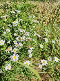 雏菊花