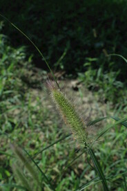 狼尾草