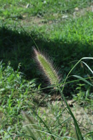 狼尾草
