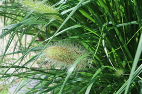 狼尾草 