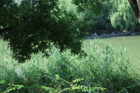 公园风景