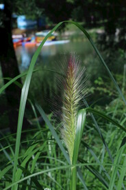 狼尾草