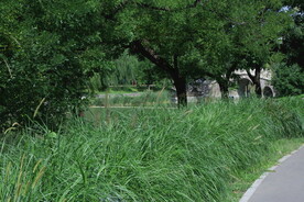 公园风景