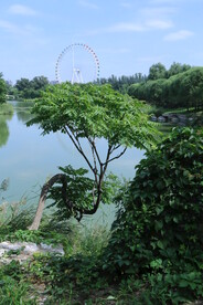 公园风景