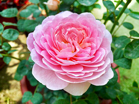 月季花开