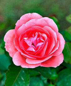 月季花开