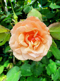 月季花开
