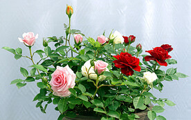 花后月季