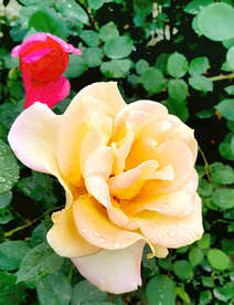 月季花开