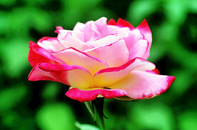 月季花开