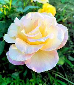 月季花开