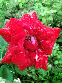 月季花开
