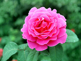 月季花开