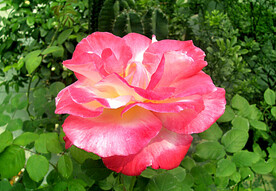 月季花开