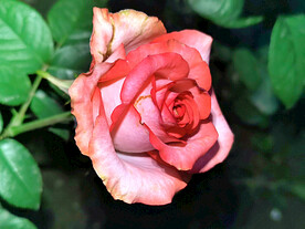 月季花开