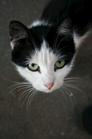 奶牛猫