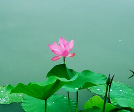荷花