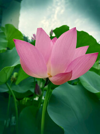 莲花