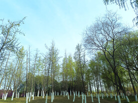 绿色树林