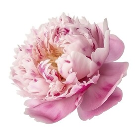 牡丹花素材