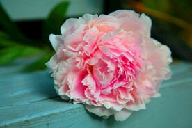 牡丹花素材