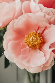 牡丹花素材