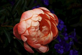 牡丹花素材
