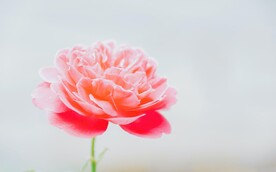 牡丹花素材