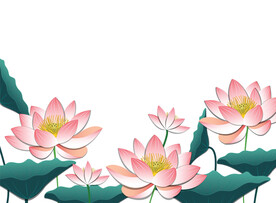 荷花插画