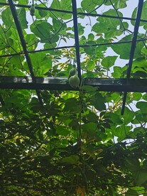 葫芦