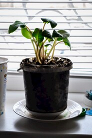 绿植盆栽